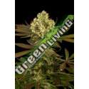 3 UND FEM - SOUR BLUEBERRY * HUMBOLDT SEEDS FEMINIZADA 3 SEEDS
