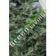 3 UND FEM - SOUR DIESEL 2 * HUMBOLDT 3 UND FEMINIZADAS