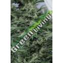 3 UND FEM - SOUR DIESEL 2 * HUMBOLDT 3 UND FEMINIZADAS