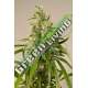 3 UND FEM - TRAINWRECK * HUMBOLDT 3 UND FEMINIZADAS