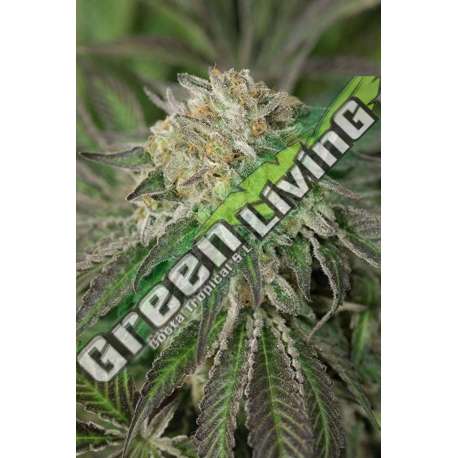 3 UND FEM - AMHERST SOUR DIESEL* HUMBOLDT SEED3 UND FEMINIZADAS