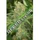 3 UND FEM - GREEN CRACK * HUMBOLDT 3 UND FEMINIZADAS