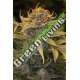 3 UND FEM - LOST COAST OG * HUMBOLDT 3 UND FEMINIZADAS
