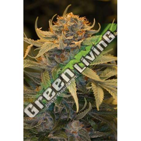 3 UND FEM - LOST COAST OG * HUMBOLDT 3 UND FEMINIZADAS
