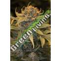 3 UND FEM - LOST COAST OG * HUMBOLDT 3 UND FEMINIZADAS