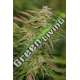 3 UND FEM - PURPLE TRAINWRECK * HUMBOLDT 3 UND FEMINIZADAS