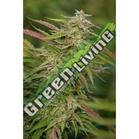3 UND FEM - PURPLE TRAINWRECK * HUMBOLDT 3 UND FEMINIZADAS
