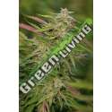 3 UND FEM - PURPLE TRAINWRECK * HUMBOLDT 3 UND FEMINIZADAS