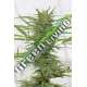 3 UND FEM - DEDOVERDE HAZE AUTO* HUMBOLDT SEEDS 3 UND FEM