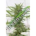 3 UND FEM - DEDOVERDE HAZE AUTO* HUMBOLDT SEEDS 3 UND FEM