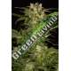3 UND FEM - LEMON JUICE EXPRESS AUTO * HUMBOLDT 3 UND FEMINIZADAS