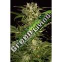 3 UND FEM - LEMON JUICE EXPRESS AUTO * HUMBOLDT 3 UND FEMINIZADAS