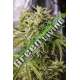3 UND FEM - BUBBA KUSH AUTO * HUMBOLDT 3 UND FEMINIZADAS