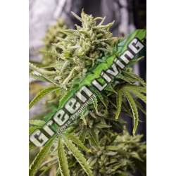 3 UND FEM - BUBBA KUSH AUTO * HUMBOLDT 3 UND FEMINIZADAS