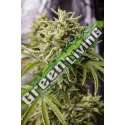 3 UND FEM - BUBBA KUSH AUTO * HUMBOLDT 3 UND FEMINIZADAS
