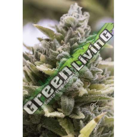 3 UND FEM - OG KUSH AUTO * HUMBOLDT 3 UND FEMINIZADAS