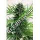 3 UND FEM - SOUR DIESEL AUTO * HUMBOLDT SEEDS 3 UND FEMINIZADAS