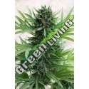 3 UND FEM - SOUR DIESEL AUTO * HUMBOLDT SEEDS 3 UND FEMINIZADAS