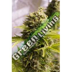 3 UND FEM - BUBBA CHEESE AUTO * HUMBOLDT 3 UND FEMINIZADAS
