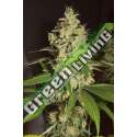 3 UND FEM - RASPBERRY DIESEL * HUMBOLDT 3 UND FEMINIZADAS