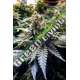 3 UND FEM - CHOCOLATE MINT OG * HUMBOLDT 3 UND FEMINIZADAS