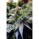 3 UND FEM - CHOCOLATE MINT OG * HUMBOLDT 3 UND FEMINIZADAS