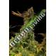 3 UND FEM - BLUEBERRY HEADBAND * HUMBOLDT 3 UND FEMINIZADAS