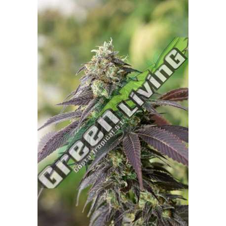 3 UND FEM - 707 HEADBAND * HUMBOLDT 3 UND FEMINIZADAS