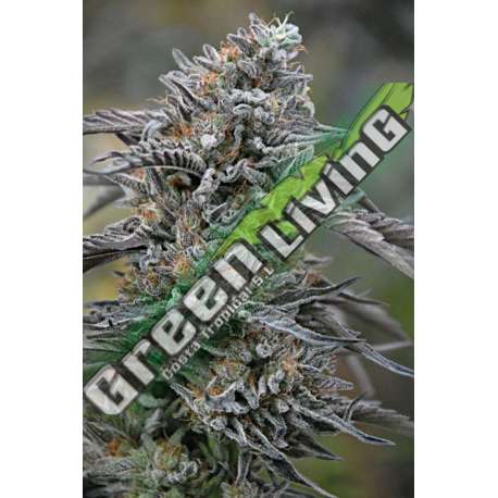 3 UND FEM - BLACK D.O.G. 100% * HUMBOLDT 3 UND FEMINIZADAS