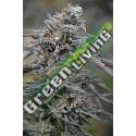 3 UND FEM - BLACK D.O.G. 100% * HUMBOLDT 3 UND FEMINIZADAS