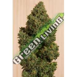3 UND FEM - BLUE DREAM CBD * HUMBOLDT 3 UND FEMINIZADAS