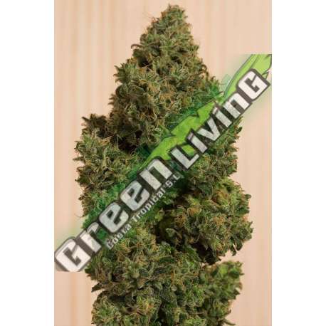 3 UND FEM - BLUE DREAM CBD * HUMBOLDT 3 UND FEMINIZADAS