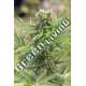 5 UND FEM - DEDOVERDE HAZE * HUMBOLDT SEEDS 5 UND FEMINIZADAS