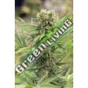 5 UND FEM - DEDOVERDE HAZE * HUMBOLDT SEEDS 5 UND FEMINIZADAS