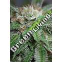 5 UND FEM - BUBBA KUSH * HUMBOLDT SEEDS 5 UND FEMINIZADAS