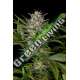 5 UND FEM - PINEAPPLE SKUNK * HUMBOLDT SEEDS 5 UND FEMINIZADAS