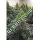 5 UND FEM - DESERT DIESEL * HUMBOLDT SEEDS 5 UND FEMINIZADAS