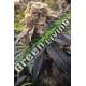 5 UND FEM - LOST COAST HASHPLANT * HUMBOLDT SEEDS 5 UND FEMINIZADAS