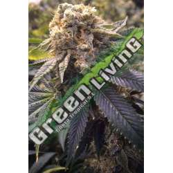 5 UND FEM - LOST COAST HASHPLANT * HUMBOLDT SEEDS 5 UND FEMINIZADAS
