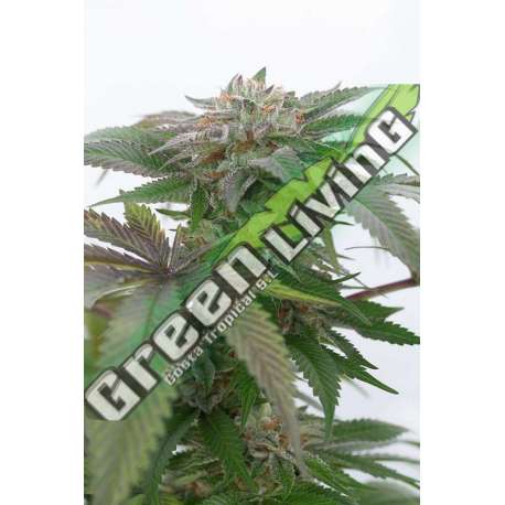 5 UND FEM - BUBBA KUSH 2.0* HUMBOLDT SEEDS 5 UND FEMINIZADAS