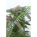 5 UND FEM - BUBBA KUSH 2.0* HUMBOLDT SEEDS 5 UND FEMINIZADAS