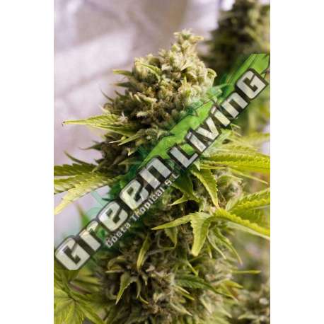 5 UND FEM - BUBBA CHEESE AUTO * HUMBOLDT 5 UND FEM