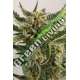 5 UND FEM - LOST COAST SKUNK AUTO * HUMBOLDT 5 UND FEM