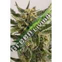 5 UND FEM - LOST COAST SKUNK AUTO * HUMBOLDT 5 UND FEM