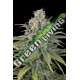 5 UND FEM - UK CHEESE AUTO * HUMBOLDT 5 UND FEM