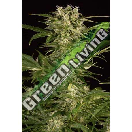 5 UND FEM - LEMON JUICE EXPRESS AUTO * HUMBOLDT SEEDS 5 UND