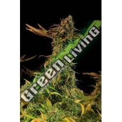 5 UND FEM - BLUEBERRY HEADBAND * HUMBOLDT 5 UND FEMINIZADAS