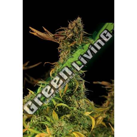 5 UND FEM - BLUEBERRY HEADBAND * HUMBOLDT 5 UND FEMINIZADAS