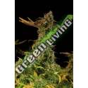 5 UND FEM - BLUEBERRY HEADBAND * HUMBOLDT 5 UND FEMINIZADAS