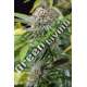 5 UND FEM - MANGO SAPPHIRE * HUMBOLDT 5 UND FEMINIZADAS